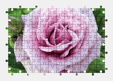 Jigsaw puzzle online rose,flower,purple,nature