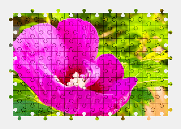 Jigsaw puzzle online rose-of-sharon,rose,pink,flower,nature,colorful