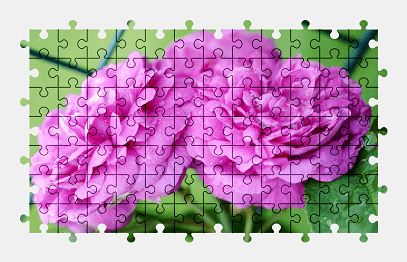 Jigsaw puzzle online rose,flower,colorful