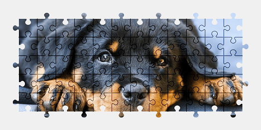 Jigsaw puzzle online rottweiler,puppy,dog,animal,cute,adorable,pet,colorful