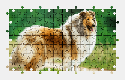 Jigsaw puzzle online collie,dog,animal,colorful