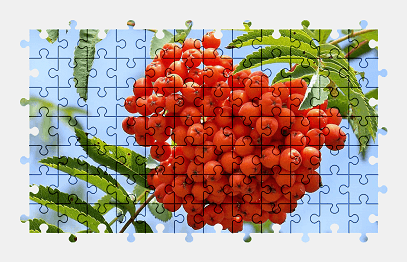Jigsaw puzzle online fruit,berry,tree,colorful