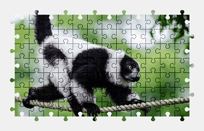 Jigsaw puzzle online lemur,animal