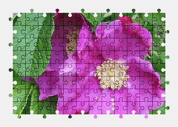 Jigsaw puzzle online rose,flower,plant,colorful