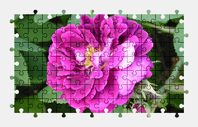 Jigsaw puzzle online pink,rose,garden,flower,nature