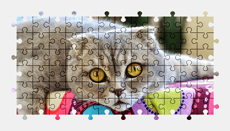 Jigsaw puzzle online cat,animal,pet,colorful,scottish-fold