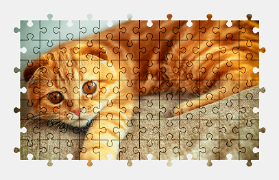 Jigsaw puzzle online scottish-fold,cat,pet,colorful,animal
