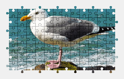 Jigsaw puzzle online seagull,gull,bird,animal,nature,colorful