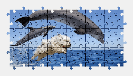 Jigsaw puzzle online dog,funny,dolphin,animal,colorful,water