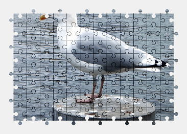 Jigsaw puzzle online seagull,gull,bird,animal