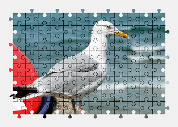 Jigsaw puzzle online seagull,bird,animal,nature,sea,gull