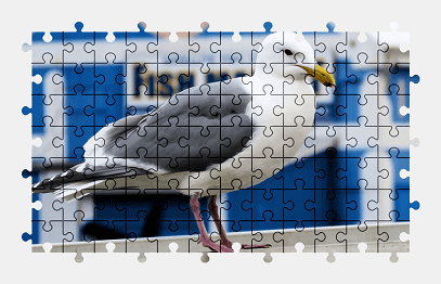 Jigsaw puzzle online seagull,gull,bird,animal,colorful