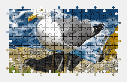 Jigsaw puzzle online seagull,sea,rock,bird,gull,animal,colorful