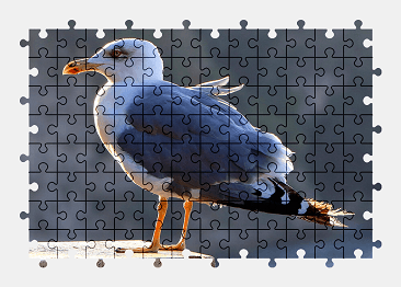 Jigsaw puzzle online seagull,bird,gull,animal