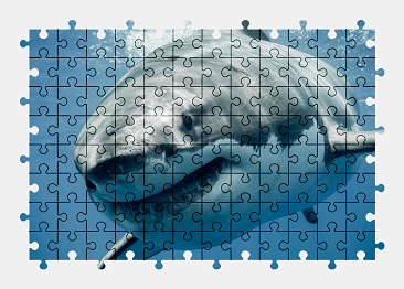 Jigsaw puzzle online shark,animal,underwater,fish,predator