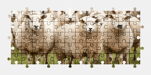 Jigsaw puzzle online sheep,animal,nature
