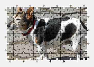 Jigsaw puzzle online dog,animal,pet
