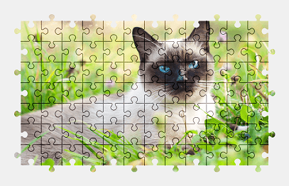 Jigsaw puzzle online cat,animal,nature,grass,colorful