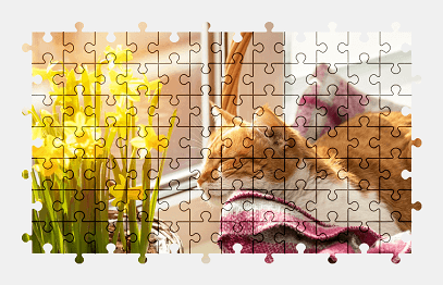 Jigsaw puzzle online cat,animal,pet,colorful,flower
