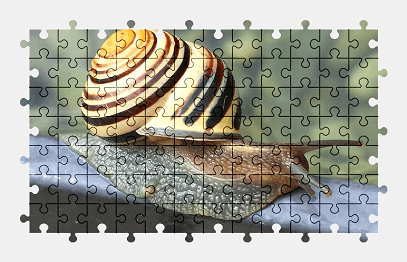 Jigsaw puzzle online snail,shell,animal,garden,nature