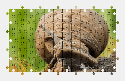 Jigsaw puzzle online snail,animal,shell