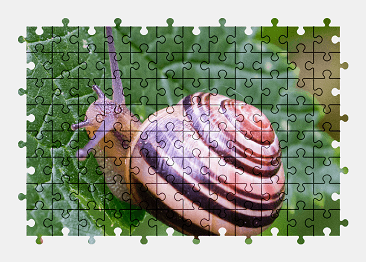 Jigsaw puzzle online snail,shell,animal