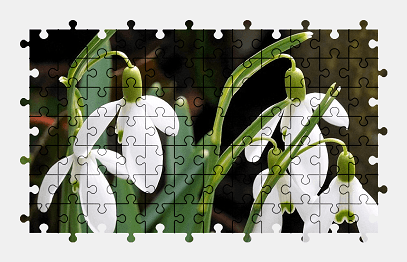 Jigsaw puzzle online white,flower,spring,nature
