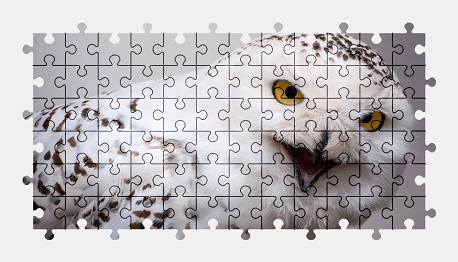 Jigsaw puzzle online white,owl,bird,animal