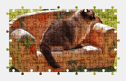 Jigsaw puzzle online cat,british-shorthair,animal,colorful
