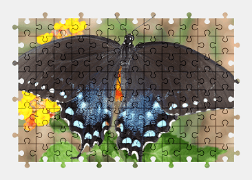 Jigsaw puzzle online black,butterfly,animal,nature,colorful