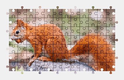Jigsaw puzzle online squirrel,animal