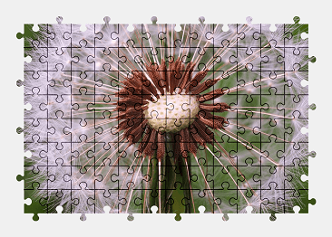 Jigsaw puzzle online dandelion,summer,nature,flower