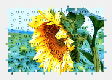 Jigsaw puzzle online sunflower,flower,nature,colorful