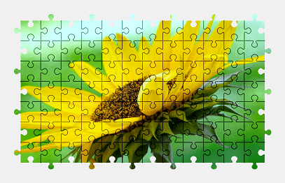 Jigsaw puzzle online sunflower,colorful