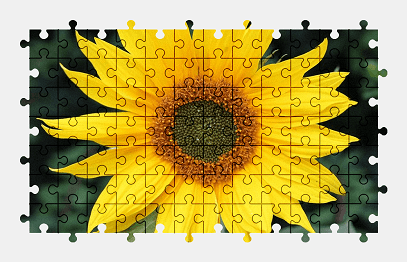 Jigsaw puzzle online sunflower,flower,garden,nature,colorful