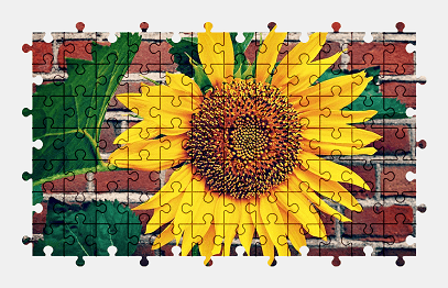Jigsaw puzzle online sunflower,flower,plant,yellow