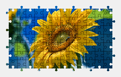 Jigsaw puzzle online sunflower,flower,nature,colorful