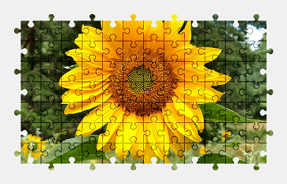 Jigsaw puzzle online sunflower,flower,nature,colorful