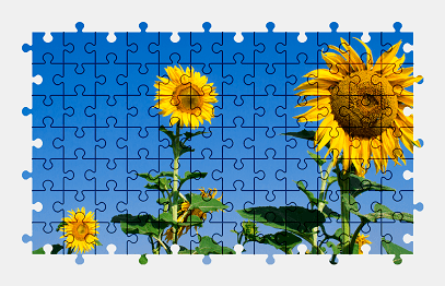 Jigsaw puzzle online sunflower,flower,plant,colorful,nature