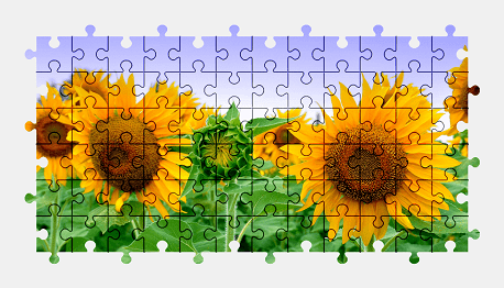 Jigsaw puzzle online sunflower,nature,flower,plant,colorful