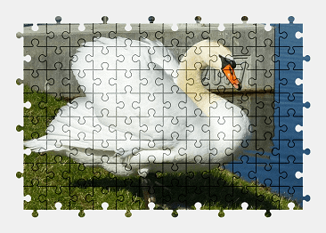 Jigsaw puzzle online white,swan,bird,animal,lake,spring,nature,water