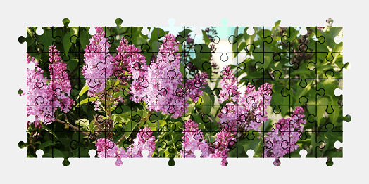 Jigsaw puzzle online flower,nature,colorful,plant