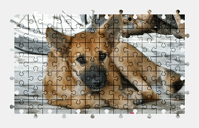 Jigsaw puzzle online cute,pet,dog,animal