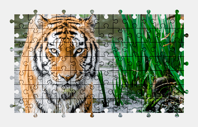 Jigsaw puzzle online tiger,water,animal,colorful