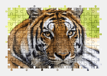Jigsaw puzzle online tiger,animal,nature,colorful