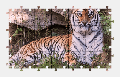 Jigsaw puzzle online tiger,animal,cat