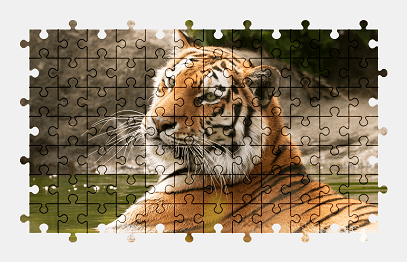 Jigsaw puzzle online tiger,animal,predator,colorful