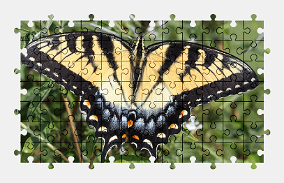Jigsaw puzzle online butterfly,animal