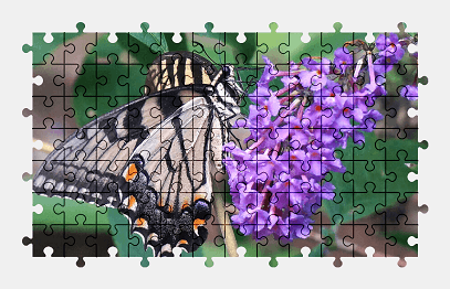 Jigsaw puzzle online butterfly,flower,nature,animal