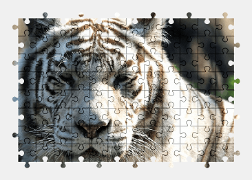 Jigsaw puzzle online tiger,predator,white,big-cat,animal
